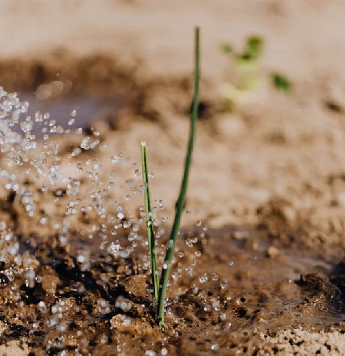 GARDEN AND IRRIGATION